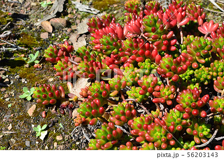 紅葉する多肉植物 セダム の写真素材