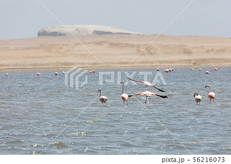 Flamingos  in Paracas, Peru. 56216073
