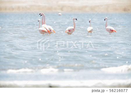 Flamingos  in Paracas, Peru. 56216077