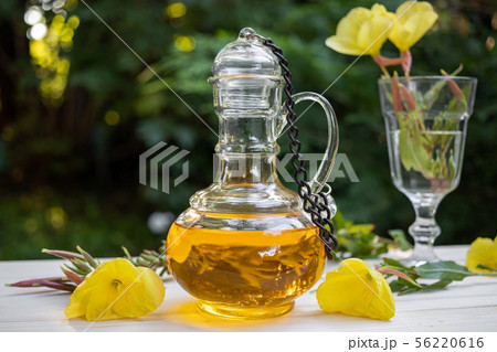 Evening primrose oil with fresh evening primrose 56220616
