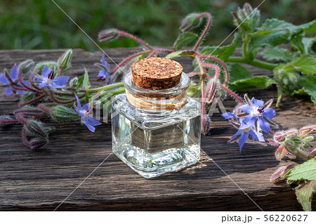 A bottle of borage oil with blooming borage plant 56220627