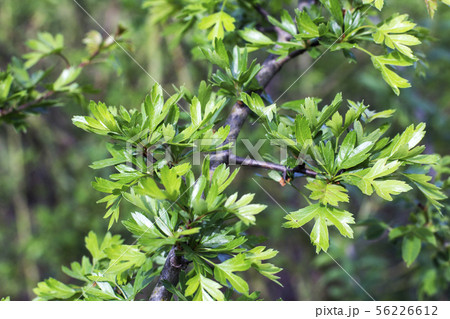 Hawthorn leaves Hawthorn leaves 56226612