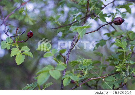 Dried rotten rose hips Dried rotten rose hips 56226614