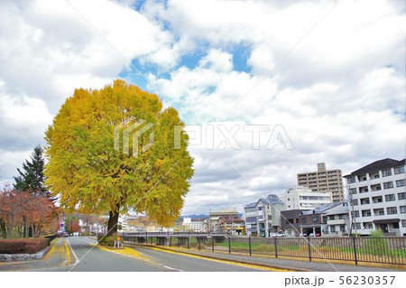 盛岡風景　黄葉する内丸の大銀杏 56230357