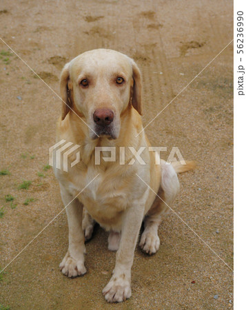 写真素材: Labrador dogs are characterized 