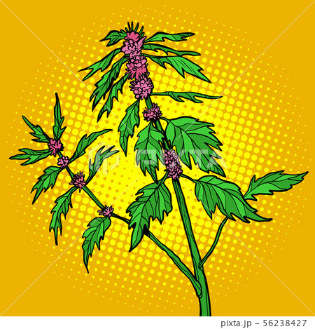 motherwort medicinal plant 56238427