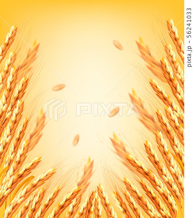 Ears of wheart and dried whole grains on yellow Ears of wheart and dried whole grains on yellow 56241033