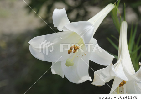 常楽寺の百合の花 鎌倉市大船 の写真素材