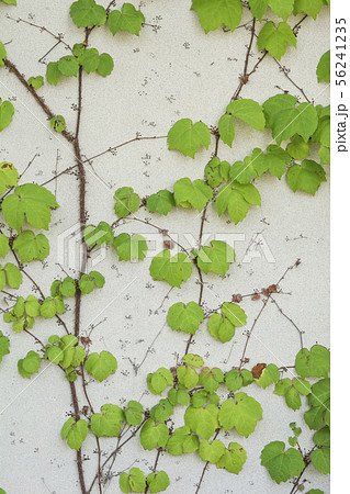 蔦(鎌倉市大船) 蔦(鎌倉市大船) 56241235