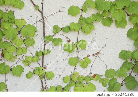 蔦（鎌倉市大船） 56241236