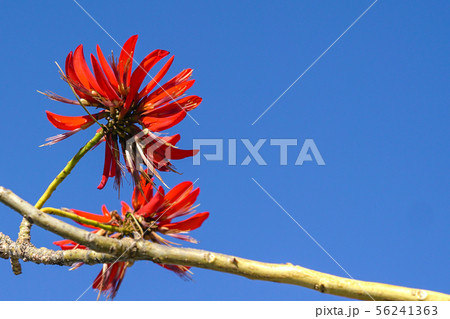 Red flowers over blue sky background. Copy space. Red flowers over blue sky background. Copy space. 56241363