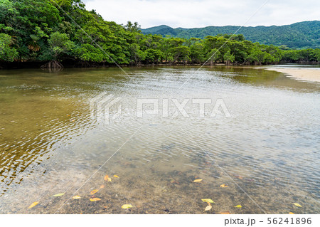 沖縄　石垣島　吹通川マングローブ群落 56241896