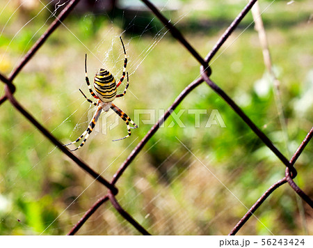 a wasp-like spider sitting on a grid a wasp-like spider sitting on a grid 56243424