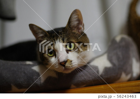 ねこ目線 56243463