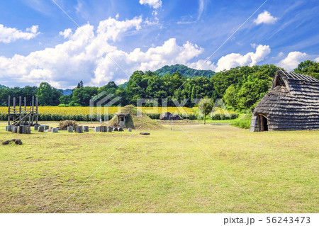 竪穴住居とひまわり畑1 竪穴住居とひまわり畑1 56243473