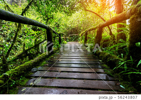 Nature walkways have green trees in the morning Nature walkways have green trees in the morning 56243807