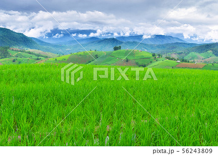 Rice field view at sunset with green rice plant Rice field view at sunset with green rice plant 56243809