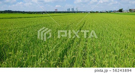 爽やかな見沼田んぼの夏 56243894