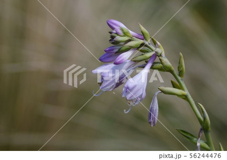 ギボウシの花 56244476