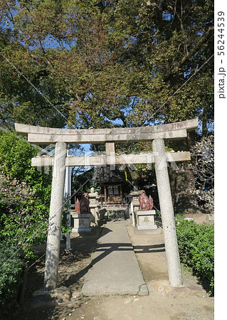 道明寺天満宮~白太夫社~ 道明寺天満宮~白太夫社~ 56244539