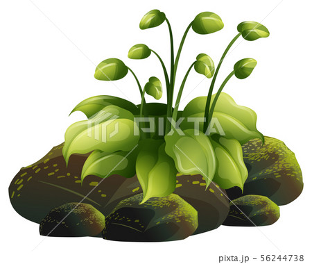 Plant growing on rocks on white background 56244738