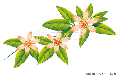 Beautiful flowers and green leaves on white Beautiful flowers and green leaves on white 56244826