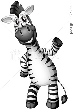 Happy Zebra On White Backgroundのイラスト素材