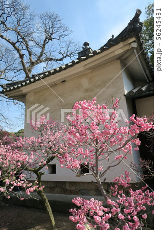 道明寺天満宮~拝殿~ 道明寺天満宮~拝殿~ 56245431