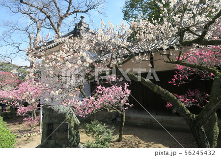 道明寺天満宮~拝殿~ 道明寺天満宮~拝殿~ 56245432