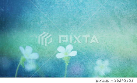 淡い花の写真素材