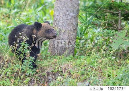 北海道知床半島　ヒグマ　子熊 56245734