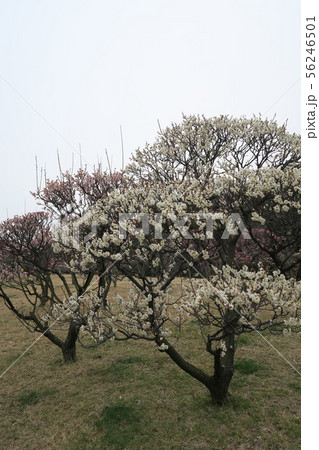 荒山公園～梅林～ 56246501