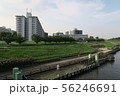東京　隅田川　河川敷の風景（夏） 56246691
