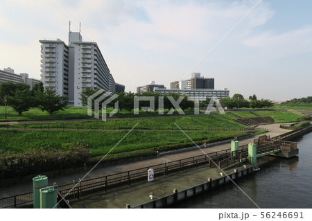 東京 隅田川 河川敷の風景(夏) 東京 隅田川 河川敷の風景(夏) 56246691