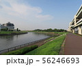 東京　隅田川　河川敷の風景（夏） 56246693