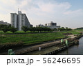 東京　隅田川　河川敷の風景（夏） 56246695