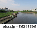 東京　隅田川　河川敷の風景（夏） 56246696