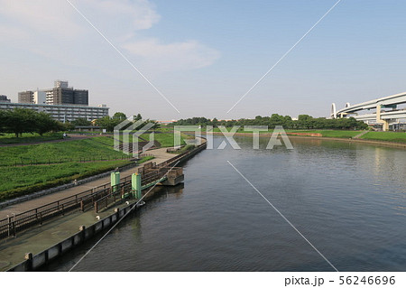 東京 隅田川 河川敷の風景(夏) 東京 隅田川 河川敷の風景(夏) 56246696