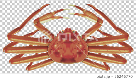 Snow crab 56246770