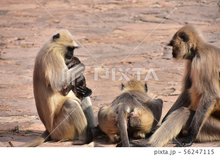 インドのジャイプル　ジャイガル要塞の砦に座るハマヌーン・ラングールの家族 56247115