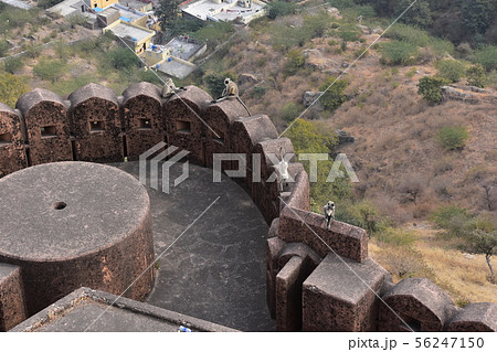 インドのジャイプル　ジャイガル要塞の砦に座るハマヌーン・ラングールの群れ 56247150