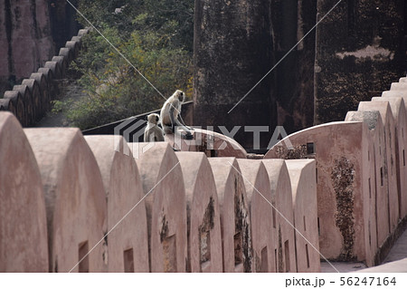インドのジャイプル　ジャイガル要塞の砦に座るハマヌーン・ラングールの群れ 56247164