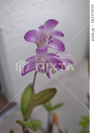 セッコク 56247639