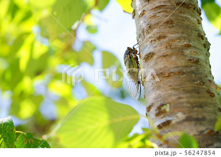 木陰のクマゼミ5 木陰のクマゼミ5 56247854
