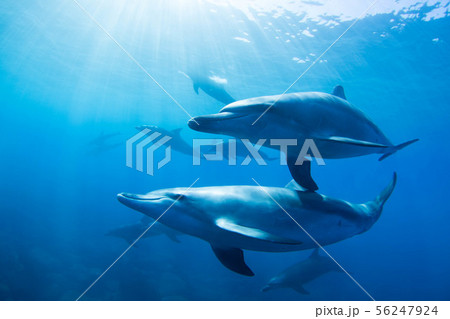 イルカ イルカ 56247924