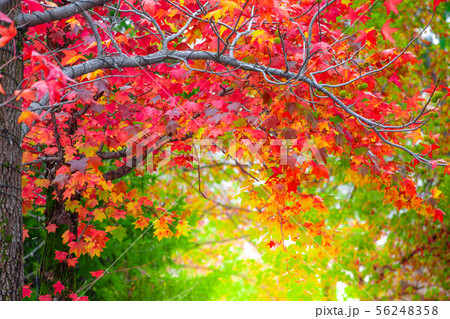 Red maple leaves in autumn season with blurred 56248358