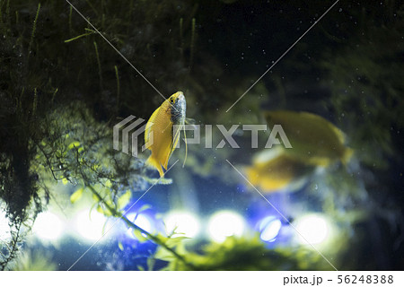 熱帯魚イメージ 熱帯魚イメージ 56248388