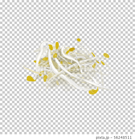 もやし　水彩画 56248511