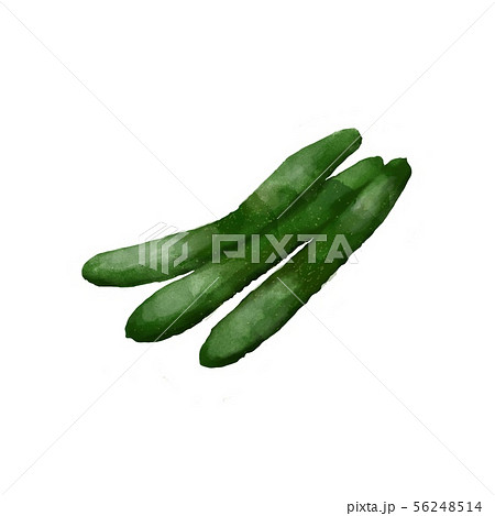 きゅうり 水彩画のイラスト素材