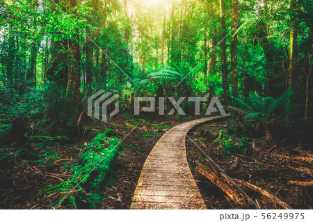 Beautiful rainforest jungle in Tasmania, Australia Beautiful rainforest jungle in Tasmania, Australia 56249975